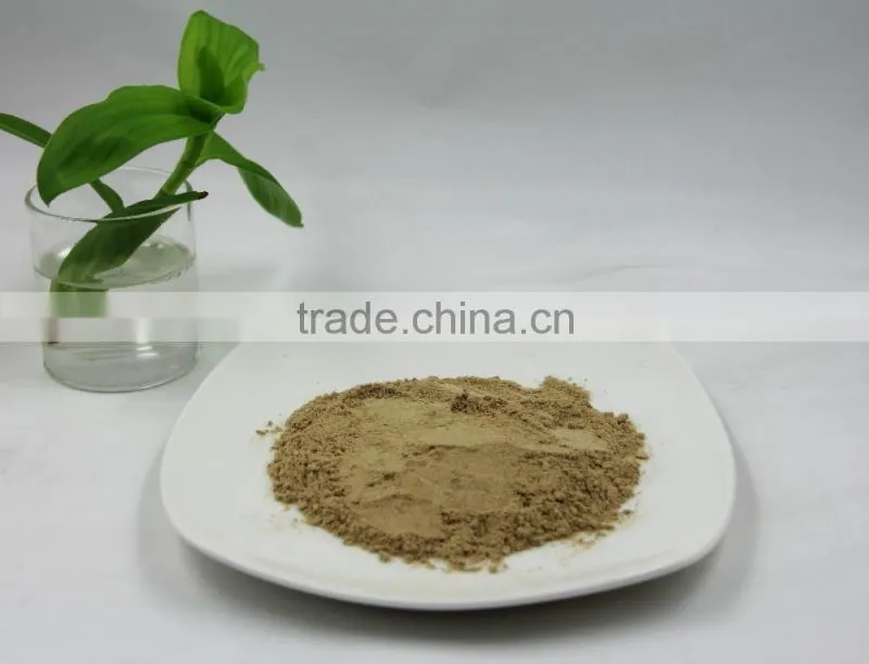 High quality champignon Shiitake Mushroom Extract powder