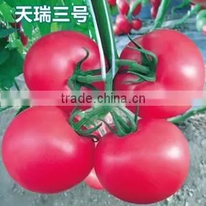 2016 High quality High yield Tomato seeds for growing- Tian Rui No.3