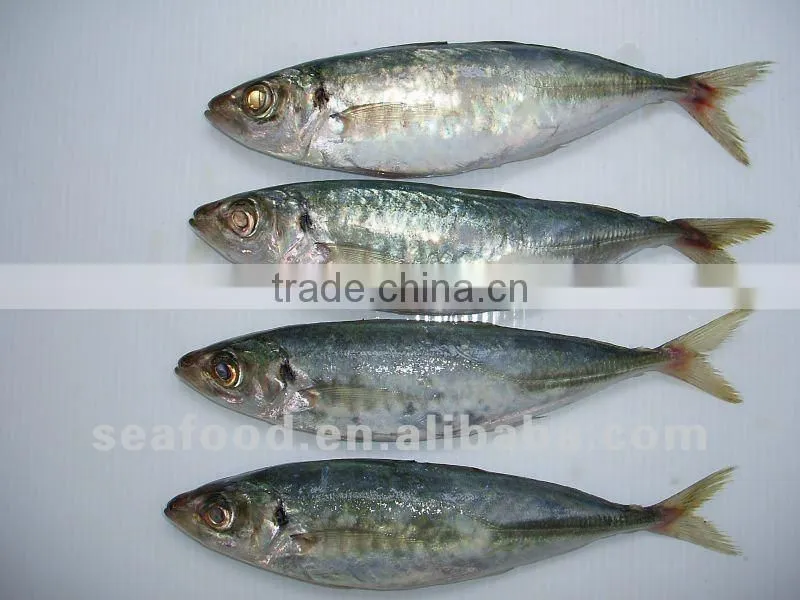 Whole round frozen horse Mackerel on sale