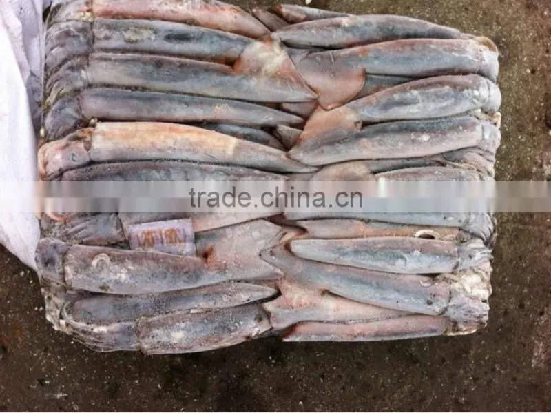 sea frozen squid of illex squid