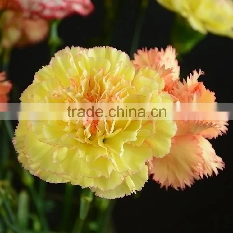 Quality top sell cheap flower carnation flower