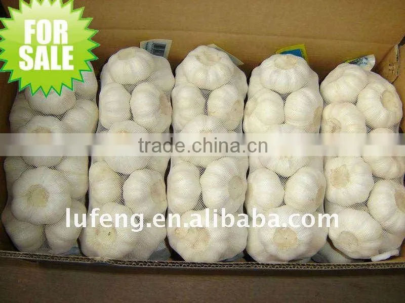 Chinese Garlic