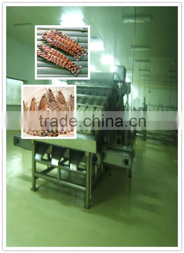squid fish select machine