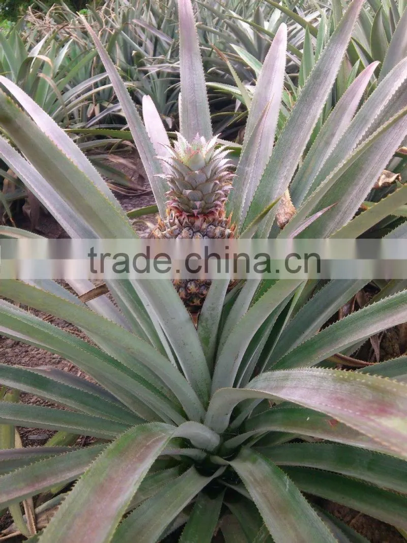 FRESH SWEET PINEAPPLE BEST PRICE