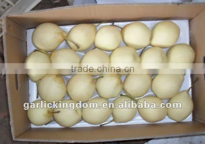 China shandong pear/China Delicious Nashi Pear/ya pear