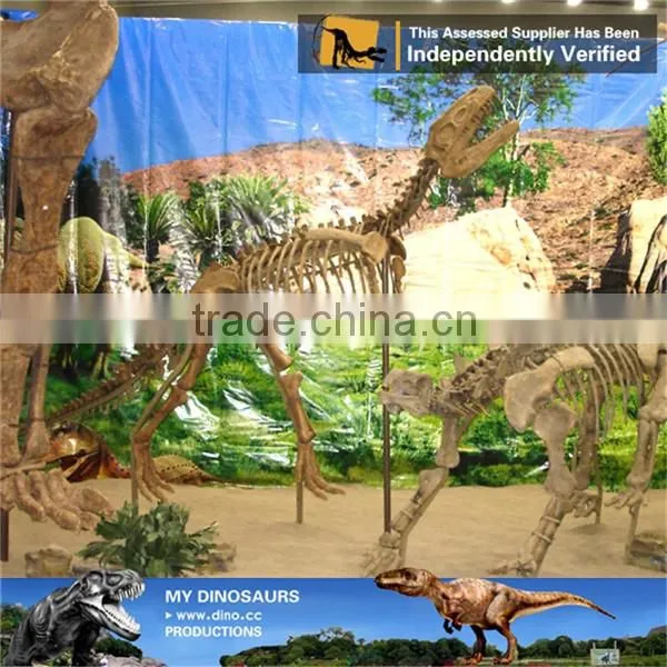 MY Dino-C098 Dinosaur museum model scale animals skeleton