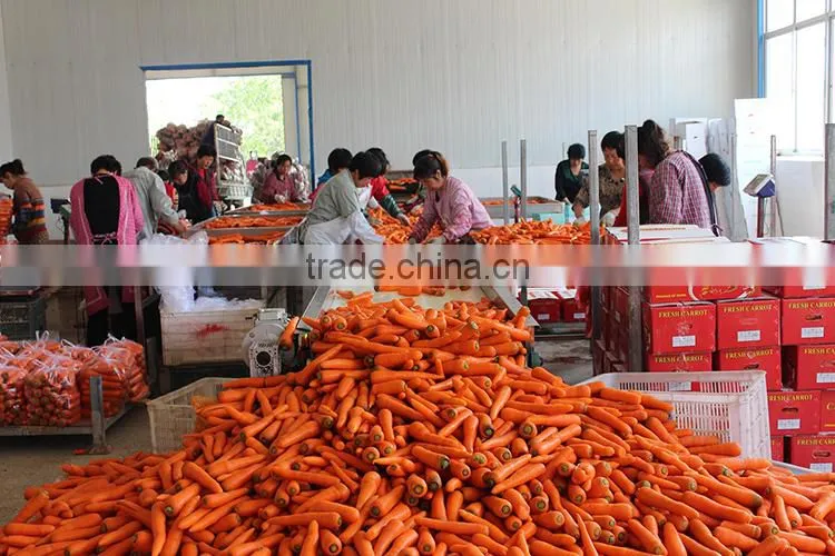 fresh preserved carrots