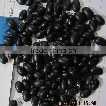 black kidney bean 500-550grains/100g