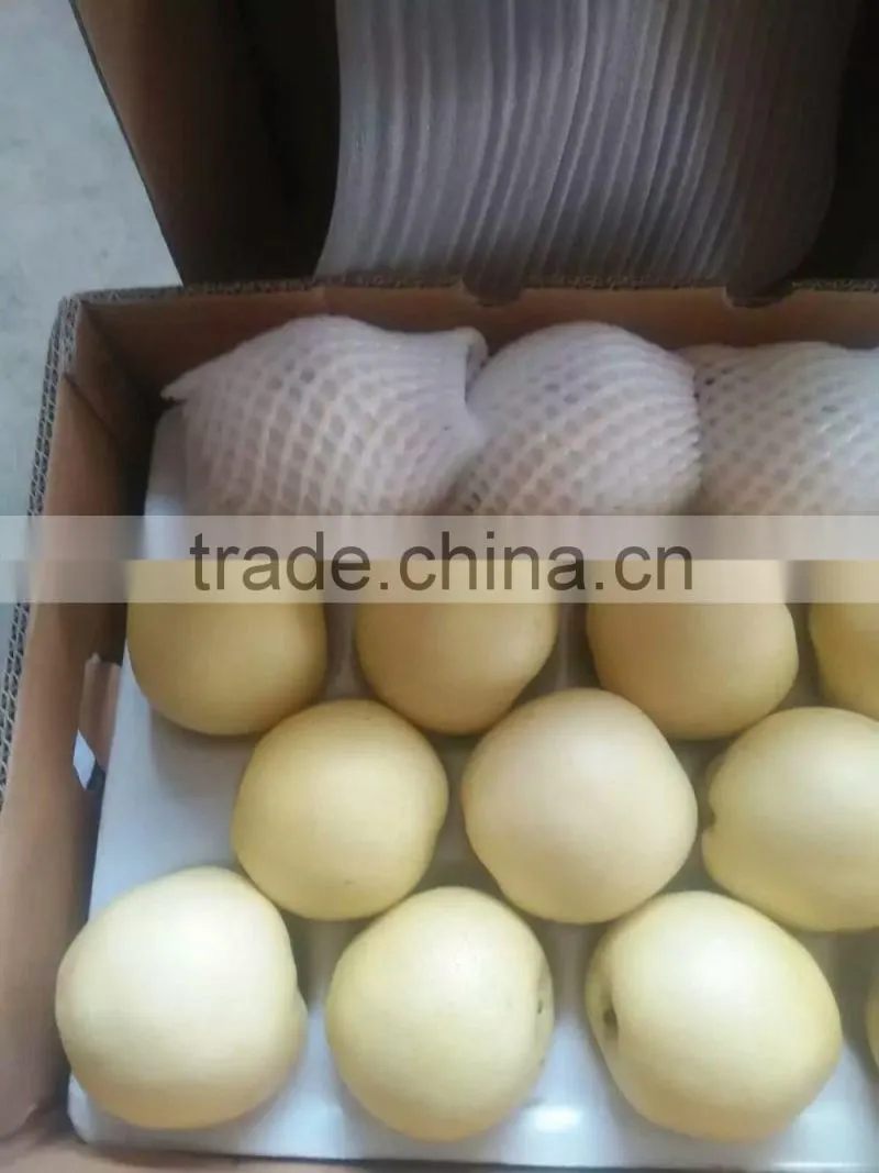 new crop China fresh golden pear for sale