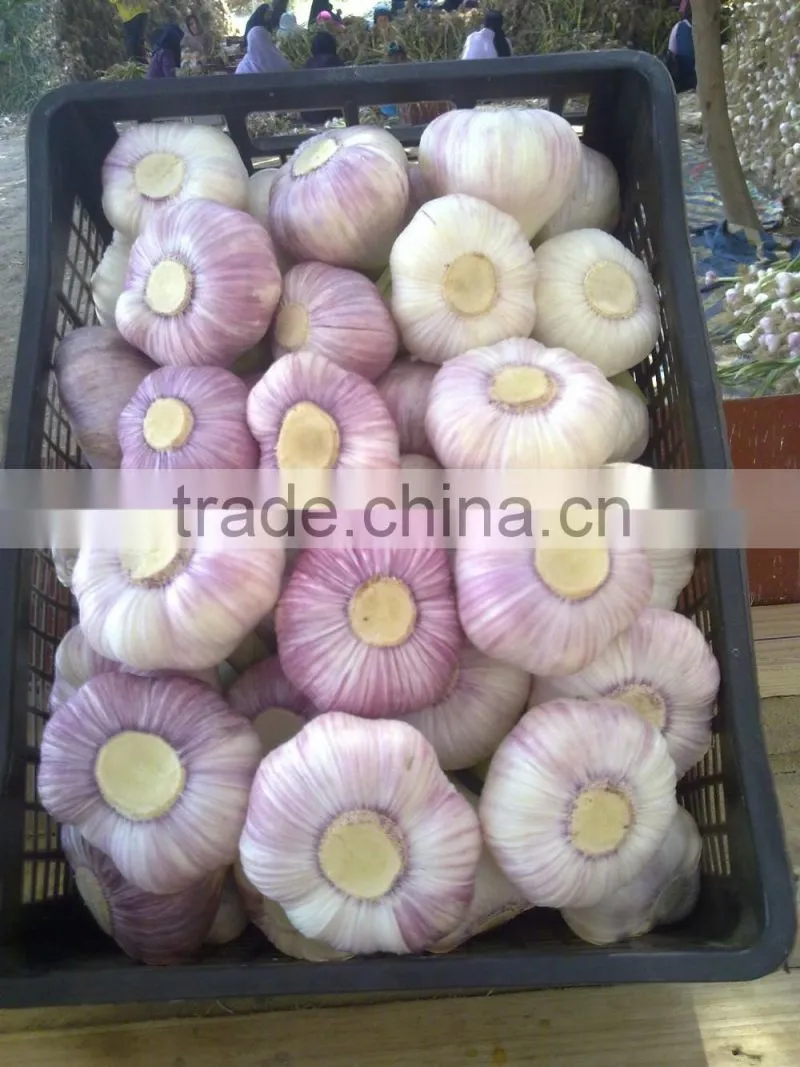 Importer to buy fresh garlic from Egypt with good quality and cheaper price