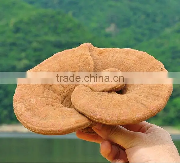 Duan Wood Reishi,Ganoderma lucidum