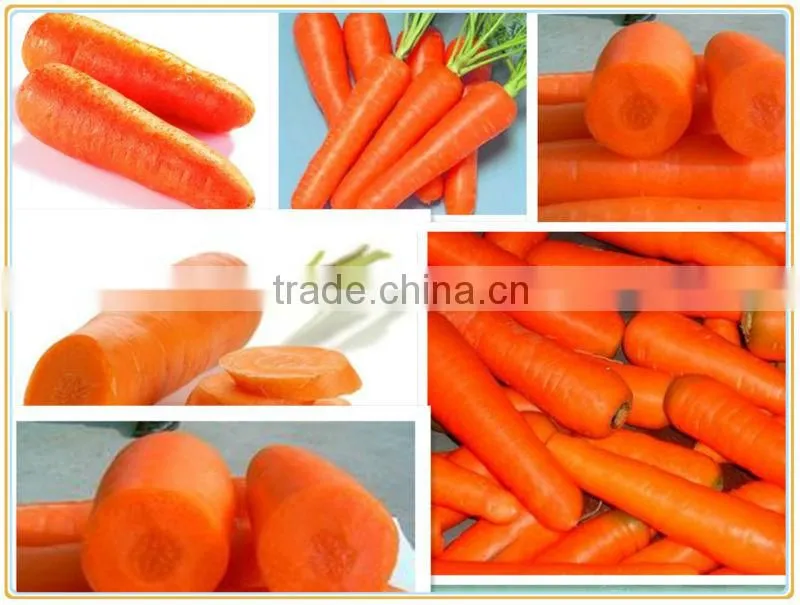 Fresh vegetable carrot for sale