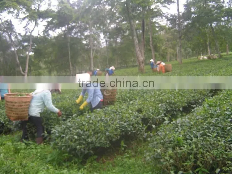 High mountain Black tea from Vietnam