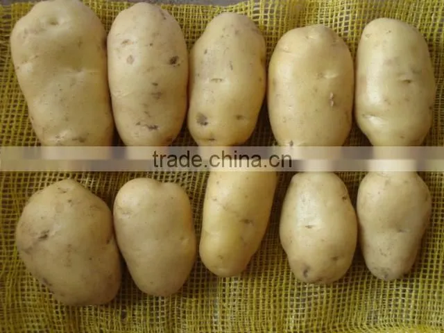 Holland Potato to Dubai Market for Sale