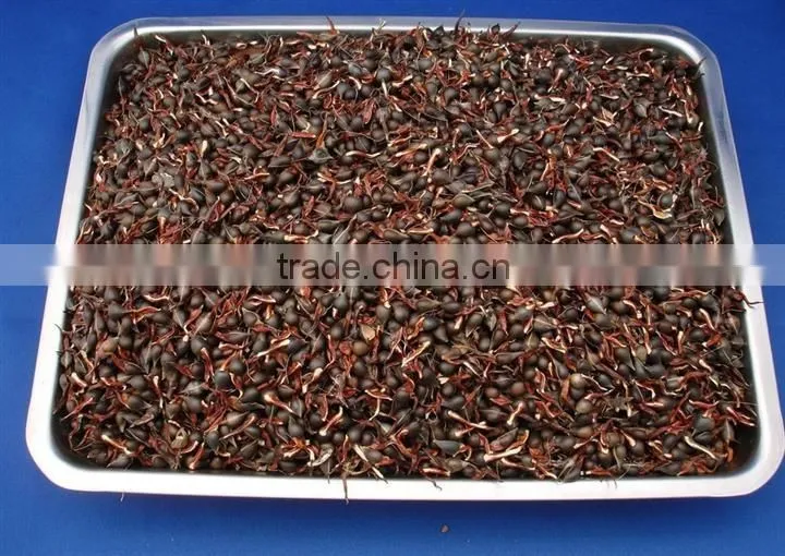 2016 Newly Chinese High Quality Agarwood Seeds For Growing