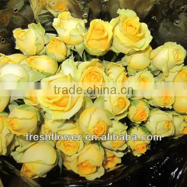 Supply fresh rose flower of big head fresh roses flower