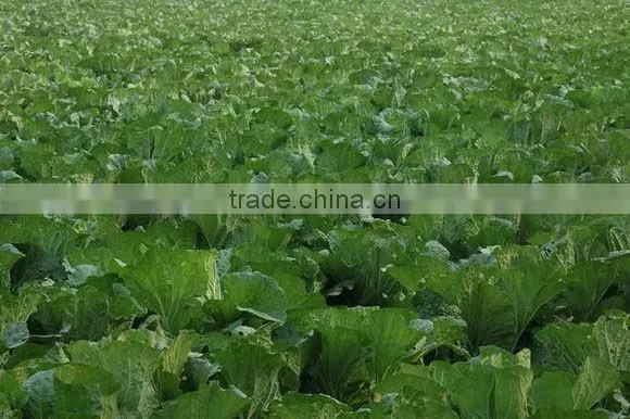 Tea Seed Meal/Cake/Powder/Pellet for Aquaculture, Organic Fertilizer, Eco-pesticides, etc.