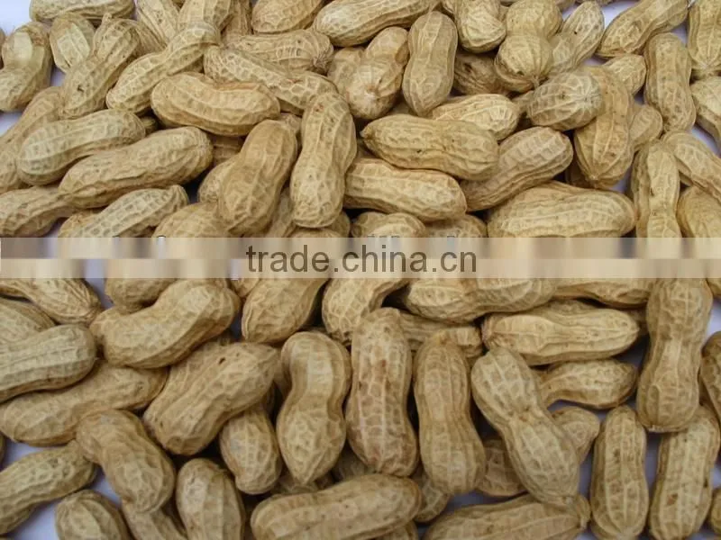 Chinese roasted peanut inshell