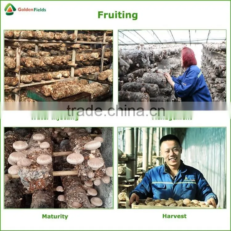 Market Price for Mushroom,Shiitake Mushroom Price,Mushroom For Sale