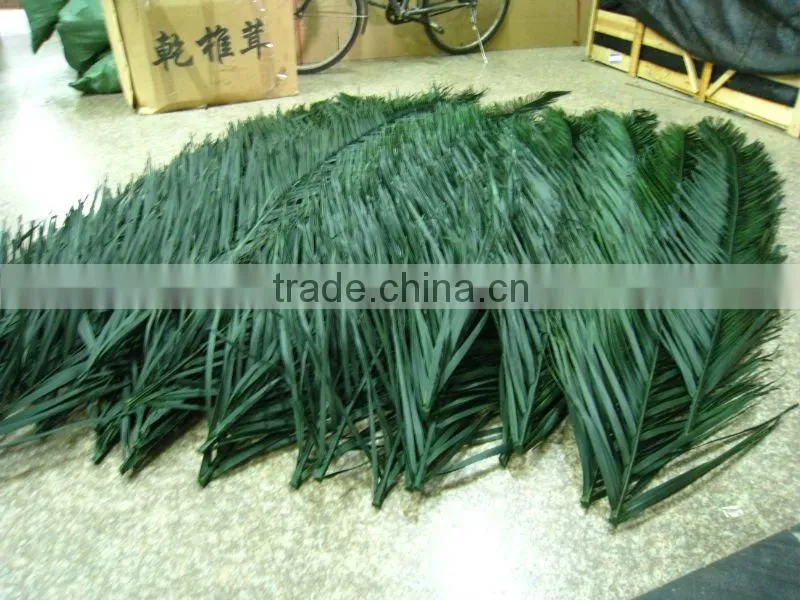 Fan Preserved palm leaf