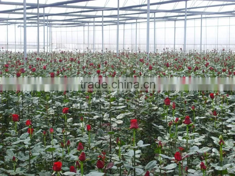 Kunming flower export rainbow gerbera daisy flower silk gerbera daisy flowers with 0.6-0.8kg/bundle from Yunnan, China