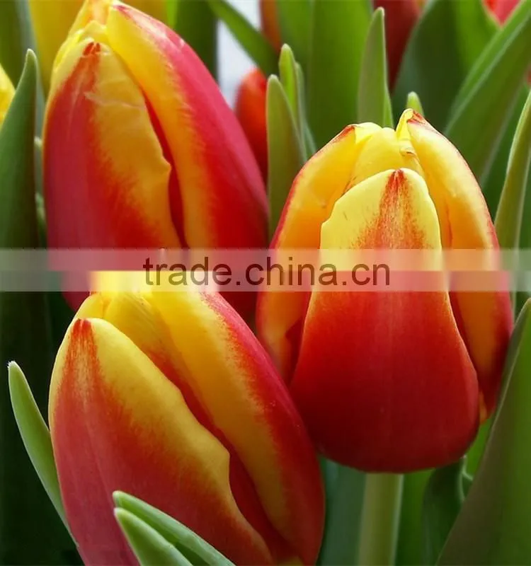 2016 hot sale fresh cut colorful tulip flower from yunnan