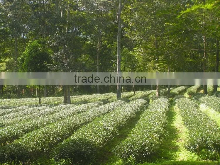 Vietnam high grade Black tea