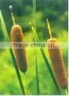 home Cattail pillow textile
