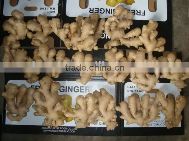 China air dry ginger professional supplier for Holland and Russia