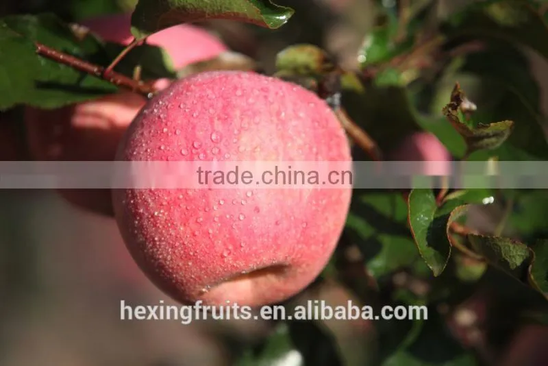 Matured apple fruits Variety and fresh fruits Type mature whole fuji apples