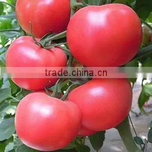 2016 Hybrid High yield disease-resistant Tomato seeds for growing- Red Princess