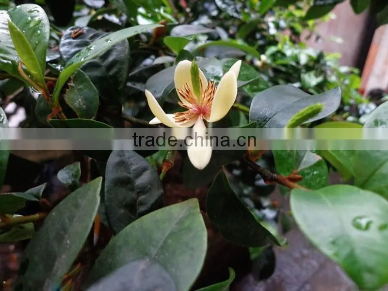 Michelia figo seedling