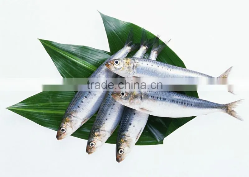 Sardine Multiple layer continuous type mesh belt dryer