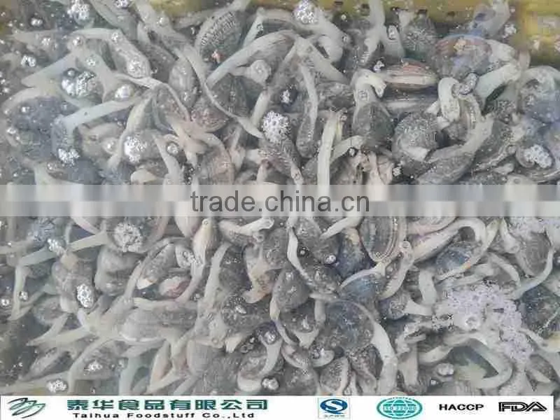 Frozen new boiled local special seafood yellow clam meat from Liaoning province