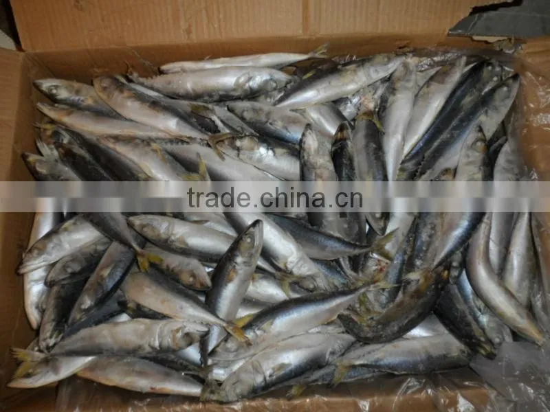 frozen mackerel 120-140g, new arrival, Nov