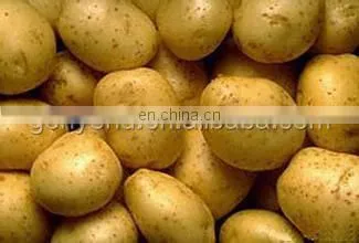 Potato Washing and sorting Machine