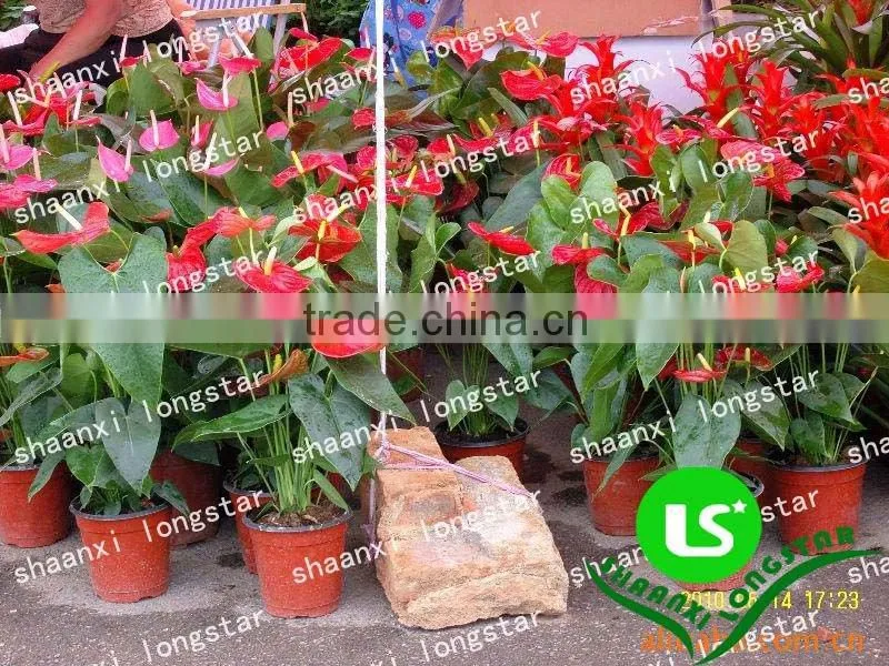 Plastic flower pots and planters