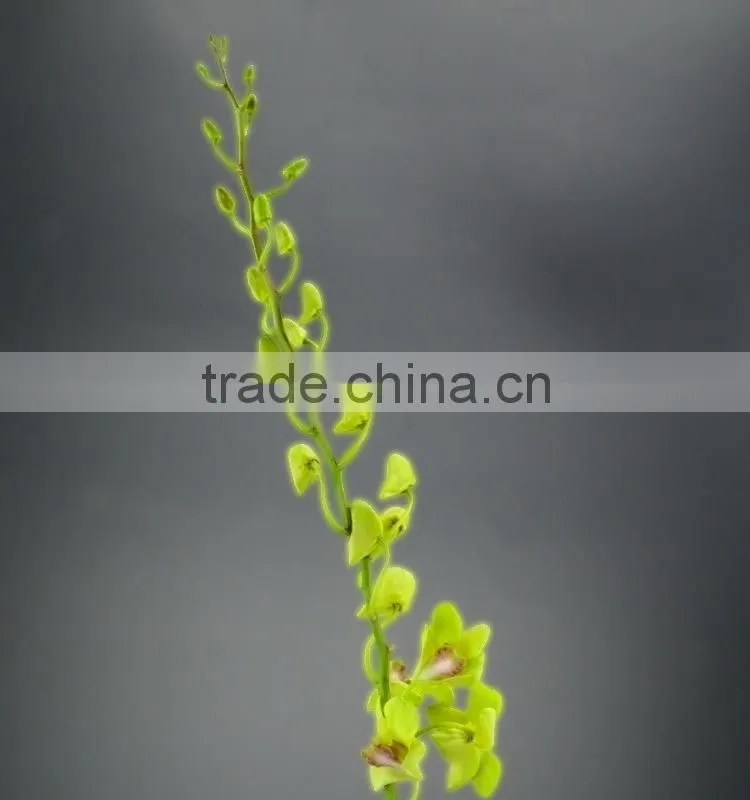 Super quality hot sale mini wholesale violet orchid cattleya