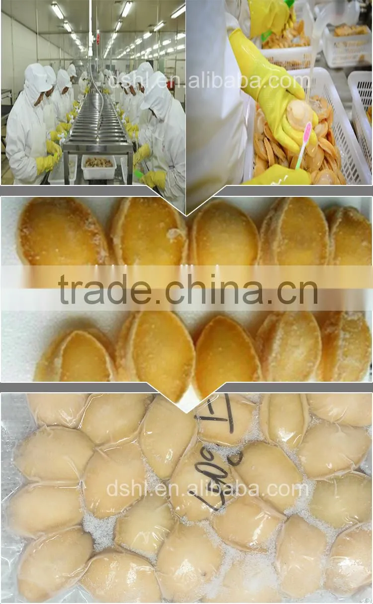 High quality abalone on sale without shell