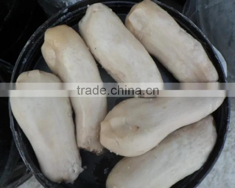 High Quality Grey Mushroom China