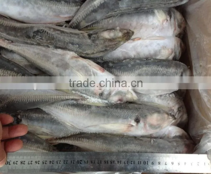 frozen whole round fish Horse mackerel 22-25cm for sale