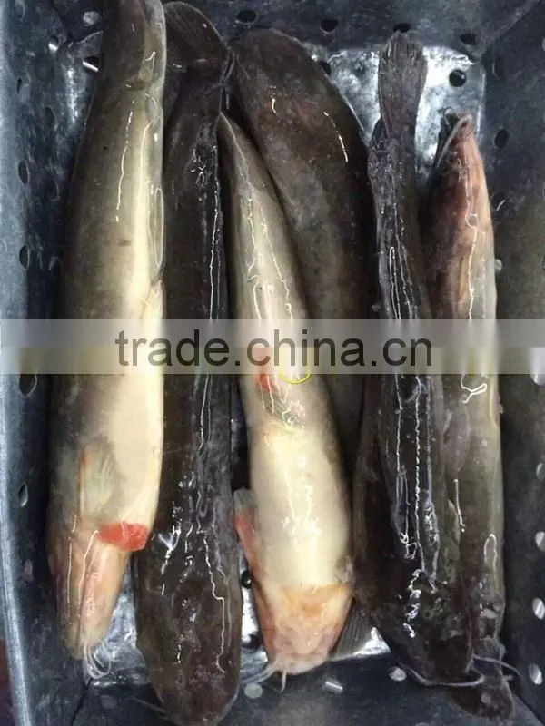 Wholesale catfish with good quality