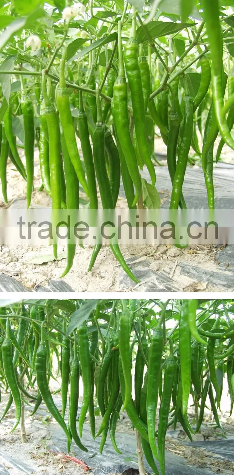 Hot sale hybrid high yield chili pepper seeds-Xian Yan No.9