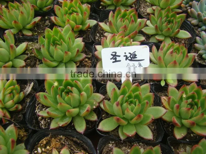 succulent plants