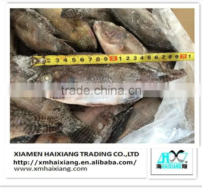 Farm frozen tilapia fish for sale