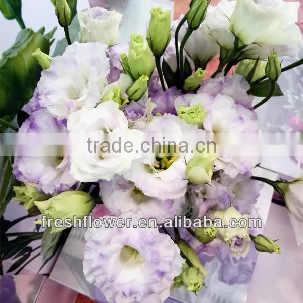 best quality fresh flower of eustoma