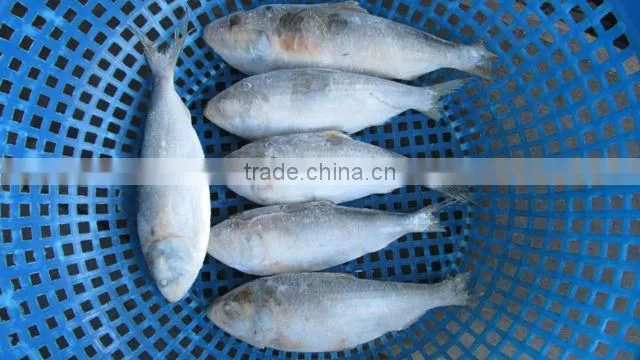 FROZEN SARDINE FISH