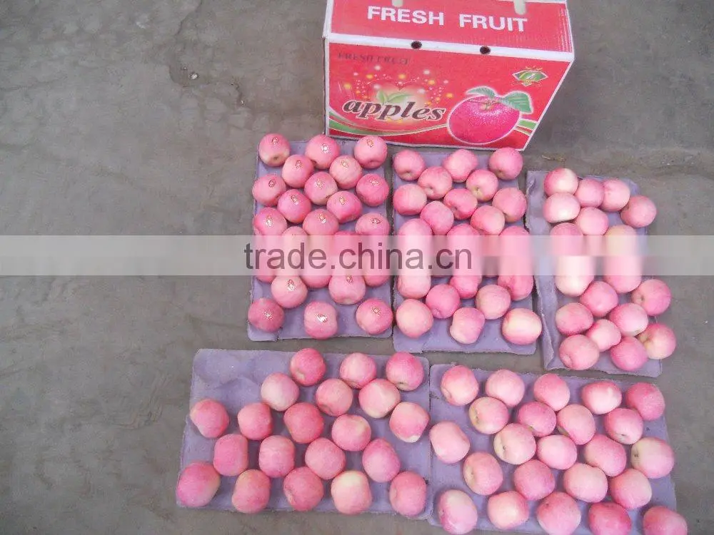 Chinese fresh Yantai Fuji apple fruit supplier