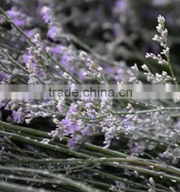 Special unique cut flower limonium