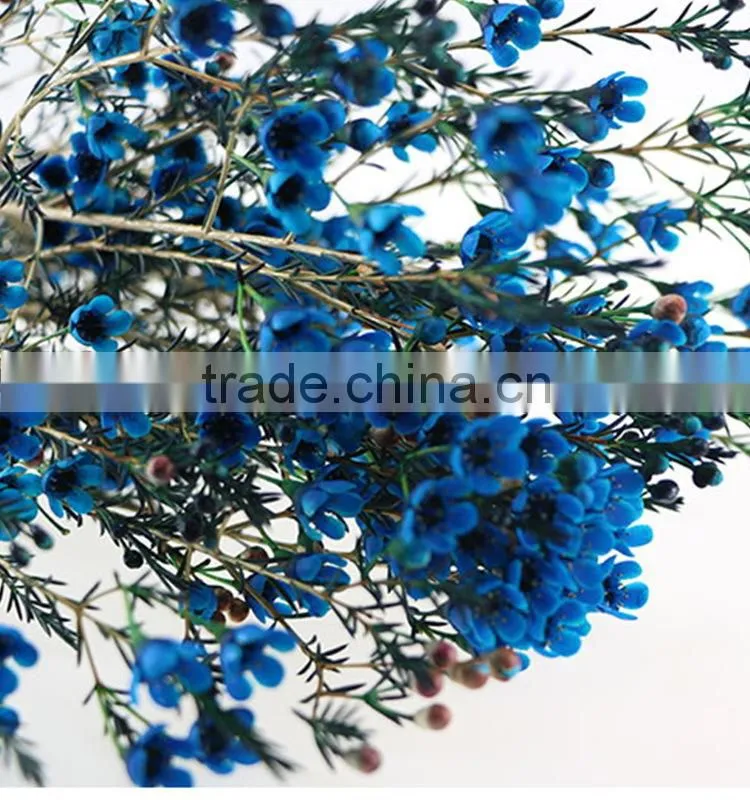 Colorful OEM decorative chimonanthus